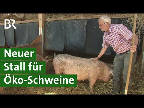Innovativer Tierwohl-Schweinestall für Öko-Schweine nach Stallbrand | Schwein Doku | Unser Land | BR